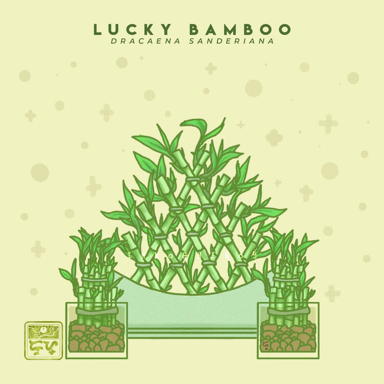 Lucky Bamboo | Plant Art Series Flat Illustration