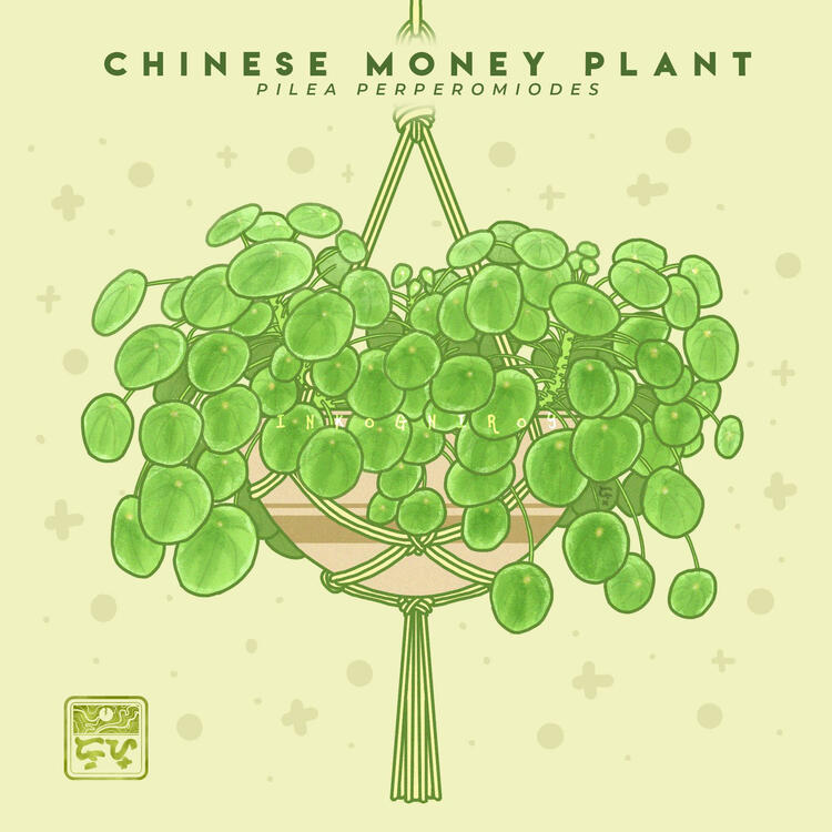 Chinese Money Plant | Plant Art Series Flat Illustration