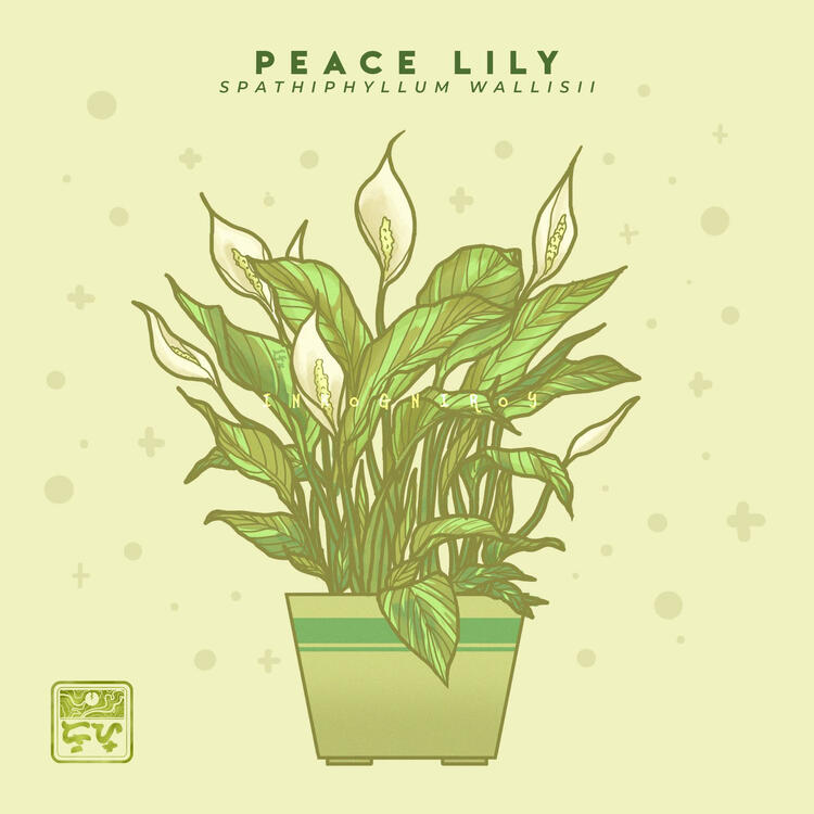 Peace Lily | Plant Art Series Flat Illustration